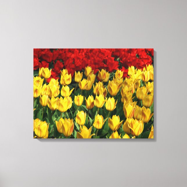 Canvas Art-Tulips (Framsida)