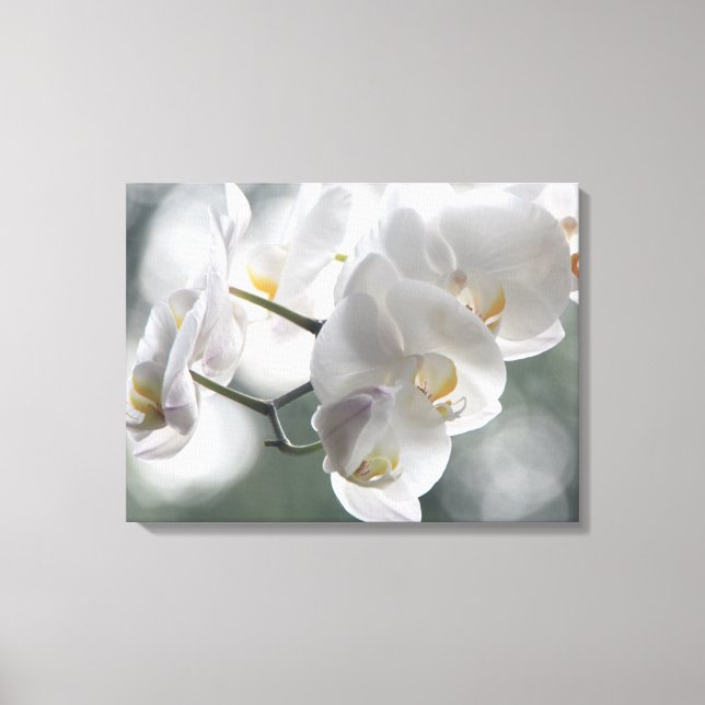 Canvas Art-White Orchids (Framsida)