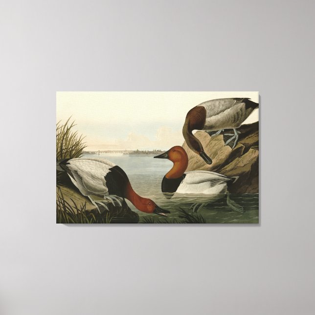 Canvas backade Anka från Audubon Birds of America (Framsida)