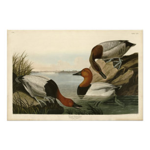 Canvas backade Anka från Audubon Birds of America Fototryck