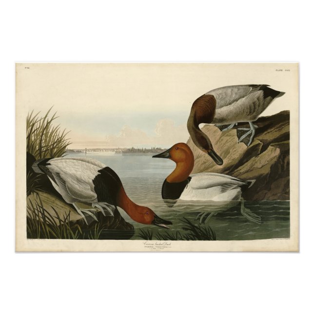 Canvas backade Anka från Audubon Birds of America Fototryck (Framsidan)