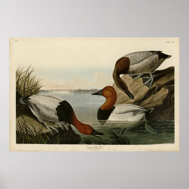 Canvas backade Anka från Audubon Birds of America Poster (Framsidan)