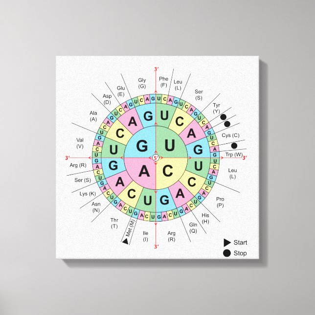 Canvas Codons Amino Acids Bord Genetisk kod DNA (Framsida)