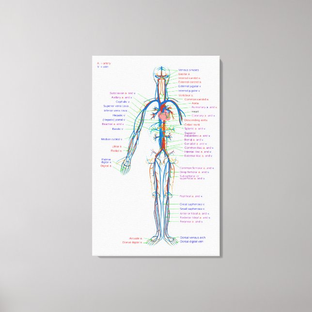 Canvas Diagram Human Circulatory System Arteries (Framsida)
