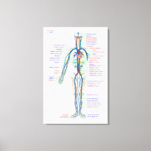 Canvas Diagram Människans cirkulationssystem Artär