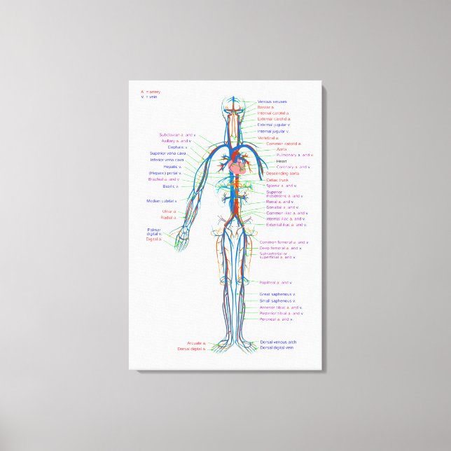 Canvas Diagram Människans cirkulationssystem Artär (Framsida)
