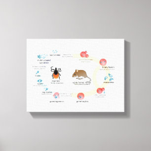 Canvas Diagram över Babesia microti livscykel