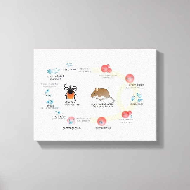Canvas Diagram över Babesia microti livscykel (Framsida)