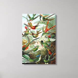 Canvas Ernst Haeckel Trochilidae Hummingbird
