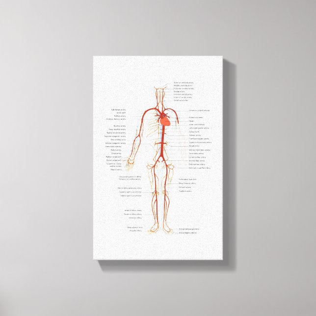 Canvas Human Circulatory System of Arteries (Framsida)