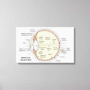 Canvas Human Öga Boll Anatomiskt diagram