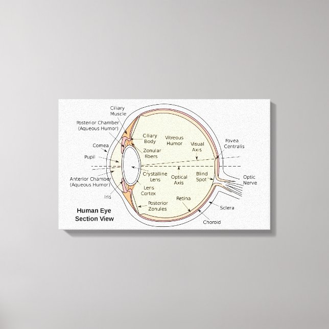 Canvas Human Öga Boll Anatomiskt diagram (Framsida)