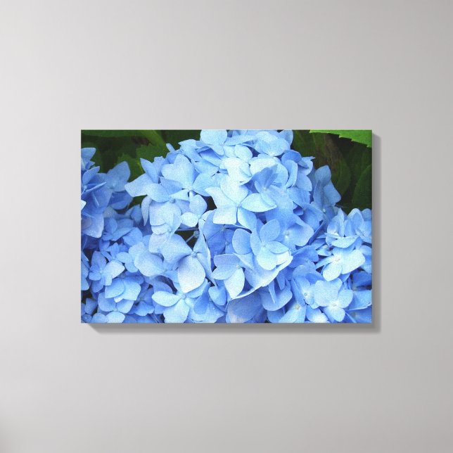 Canvas - Omslagen - Blue Hydrangea (Framsida)