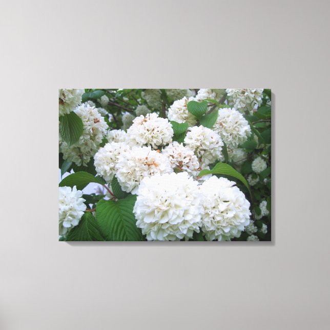 Canvas - Omslagna - Vita Hydrangeas ll (Framsida)
