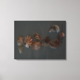 Canvas (SeaShell SeaHorse) RFPMDesigns ©️ 2012