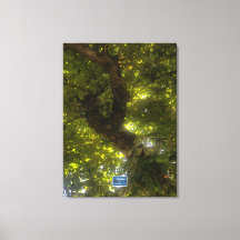 Canvas (Sol Grönt Träd 2) RFPMDesigns ©️ 2021/24