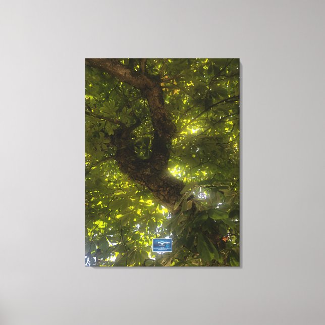 Canvas (Sol Grönt Träd 2) RFPMDesigns ©️ 2021/24 (Framsida)