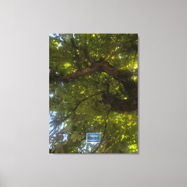 Canvas (Sol Grönt Träd 3) RFPMDesigns ©️ 2021/24