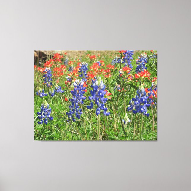Canvas Texas Wildblommor Bluebonnet Paintpenslar (Framsida)