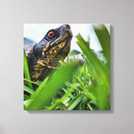 Canvas Turtle Close Up