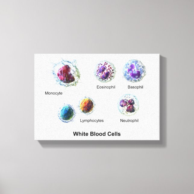 Canvas White Blood Cells Leukocytes Diagram (Framsida)