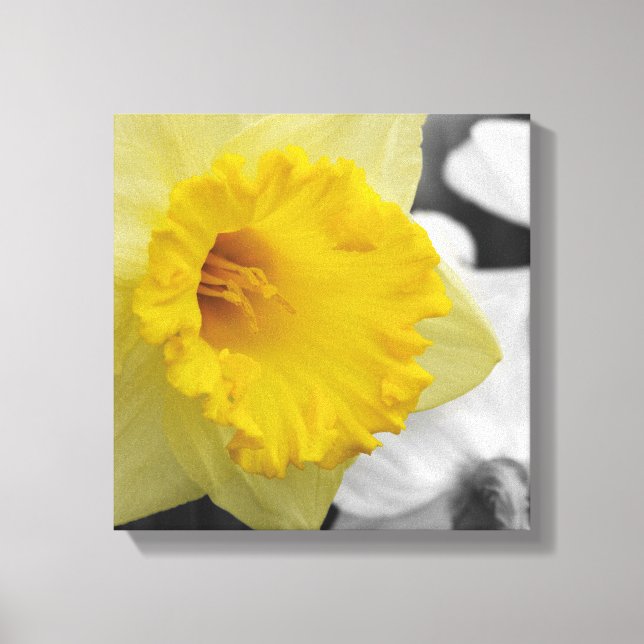 canvas with yellow narcissus (Framsida)