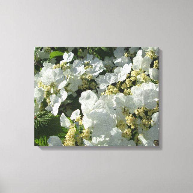 Canvas - Wrapped - Doublefile Viburnum I (Framsida)