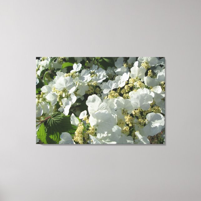 Canvas - Wrapped - Doublefile Viburnum I (Framsida)