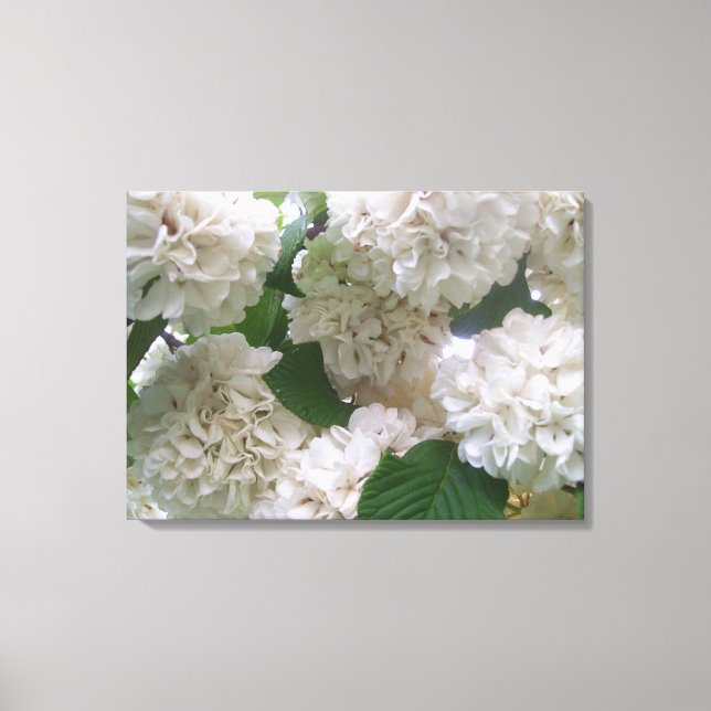 Canvas - Wrapped - White Hydrangeas l (Framsida)