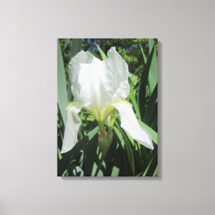 Canvas - Wrapped - White Iris in Sol