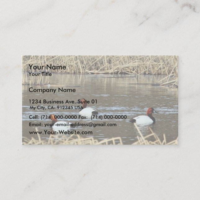 Canvasback drake visitkort (Framsida)