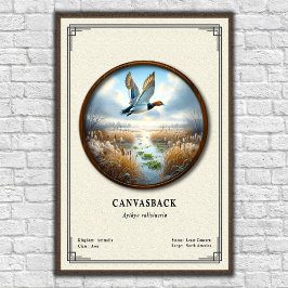 Canvasback Zoologi Serie Affisch