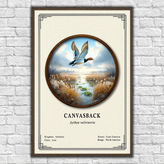 Canvasback Zoologi Serie Affisch (Skapare uppladdad)