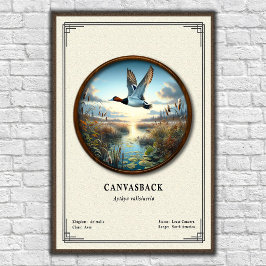 Canvasback Zoologi Serie Affisch