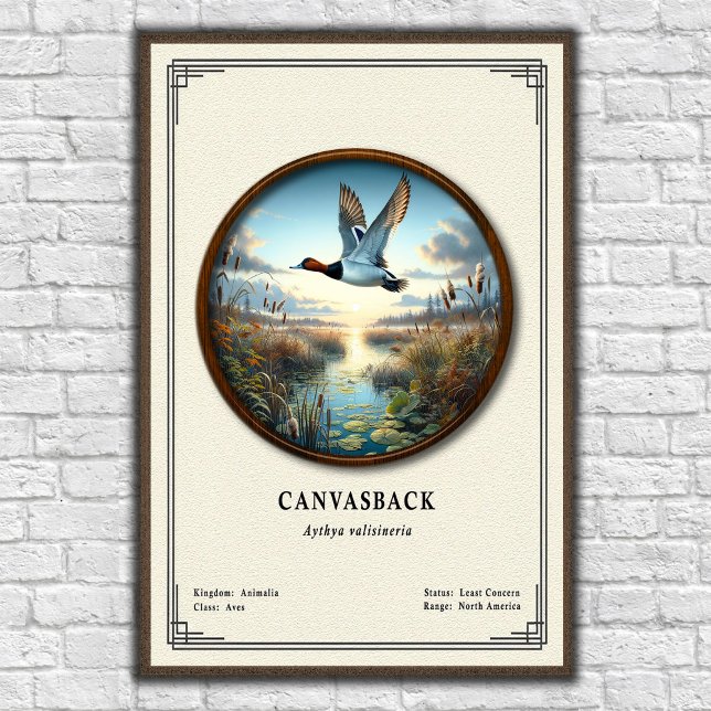 Canvasback Zoologi Serie Affisch (Skapare uppladdad)