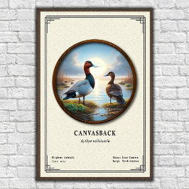 Canvasback Zoologi Serie Poster