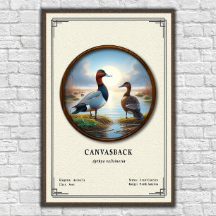 Canvasback Zoologi Serie Poster