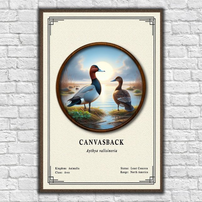 Canvasback Zoologi Serie Poster (Skapare uppladdad)