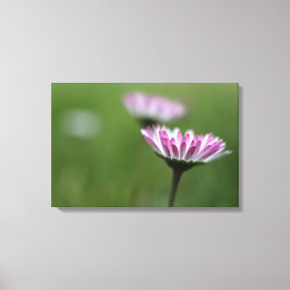 Canvastryck Daisy Elegans