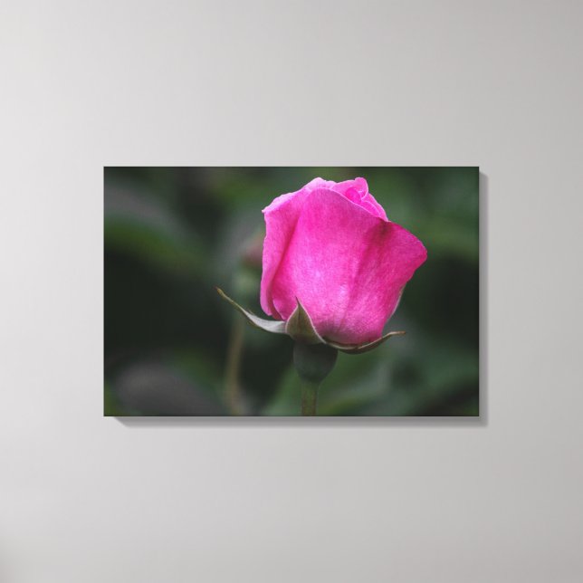 Canvastryck Elegant rosa rosbuds  (Framsida)