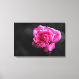 Canvastryck Rosa Ros Fotografi