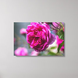 Canvastryck Rosa Ros Fotografi