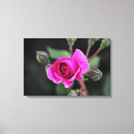 Canvastryck Rosa Ros Och Knoppar Fotografi