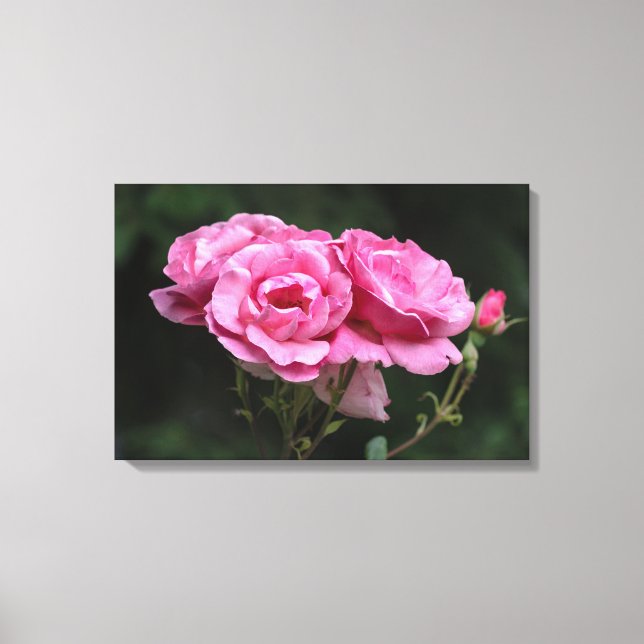 Canvastryck Rosa Rosor Fotografi (Framsida)