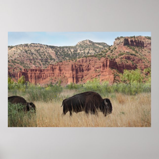 Canyon Buffalo Art Poster -60 x 40 -andra storleka (Framsidan)