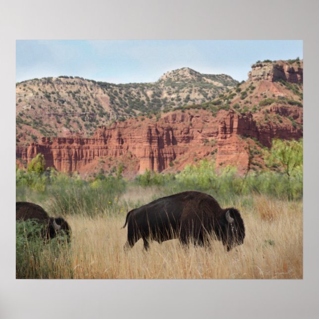 Canyon Buffalo Art Print -24x20 -andra storlekar o Poster (Framsidan)