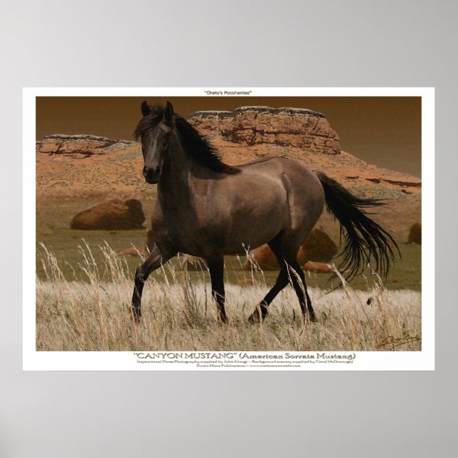 CANYON MUSTANG Horse Conservation Art Skriv ut Poster (Framsidan)