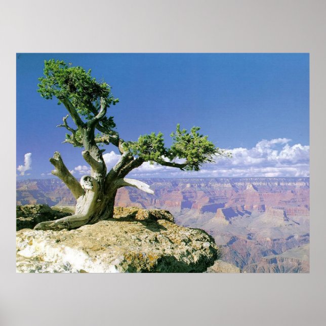 Canyon Poster (Framsidan)