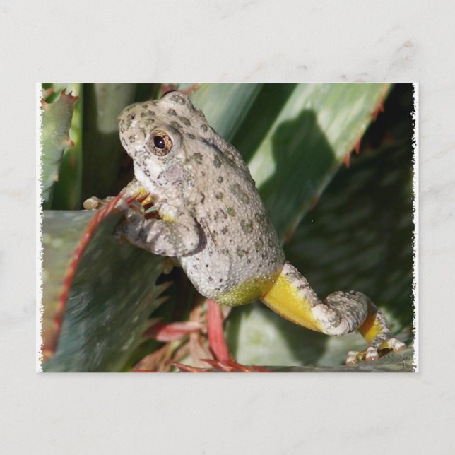 CANYON TREEFROG VYKORT (Framsida)