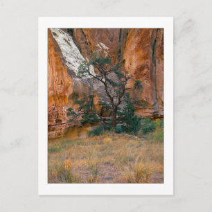 "Canyon View With Träd" Vykort